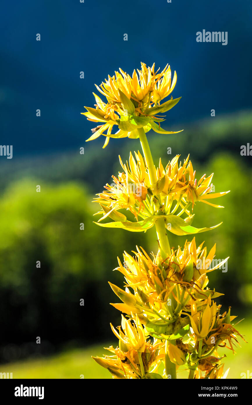 In der Nähe des Gelben Enzian (Gentiana) blühende Blumen, Schweizer Val  Ferret, Alpen; La Fouly, Val Ferret, Schweiz Stockfotografie - Alamy