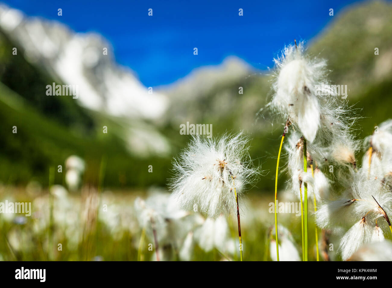 Wollgras (Eriophorum) in einem Feld Arpette Tal unter blauen Himmel mit Mountain Pass'Fenetre d'Arpette" im Hintergrund Stockfoto Wollgras (Eriophorum) in einem Feld Arpette Tal unter blauen Himmel mit Mountain Pass'Fenetre d'Arpette" im Hintergrund Stockfoto