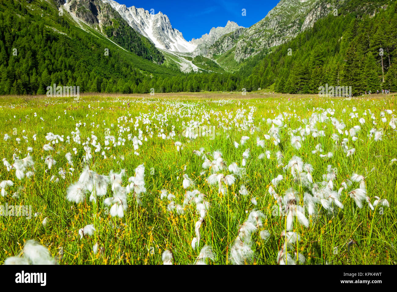 Wollgras (Eriophorum) in einem Feld Arpette Tal unter blauen Himmel mit Mountain Pass'Fenetre d'Arpette" im Hintergrund Stockfoto Wollgras (Eriophorum) in einem Feld Arpette Tal unter blauen Himmel mit Mountain Pass'Fenetre d'Arpette" im Hintergrund Stockfoto