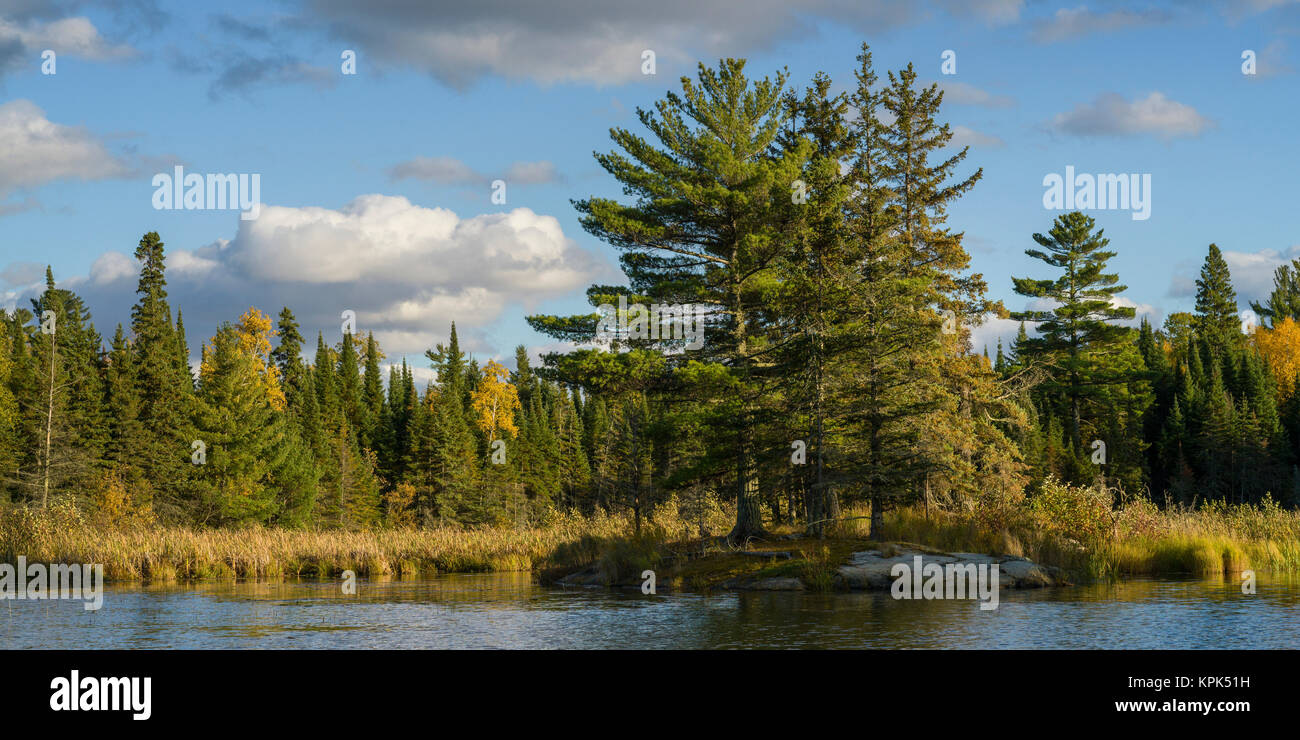 Nadelbäume und goldene Laubbäume am Ufer des Sees der Wälder; See des Holzes, Ontario, Kanada Stockfoto