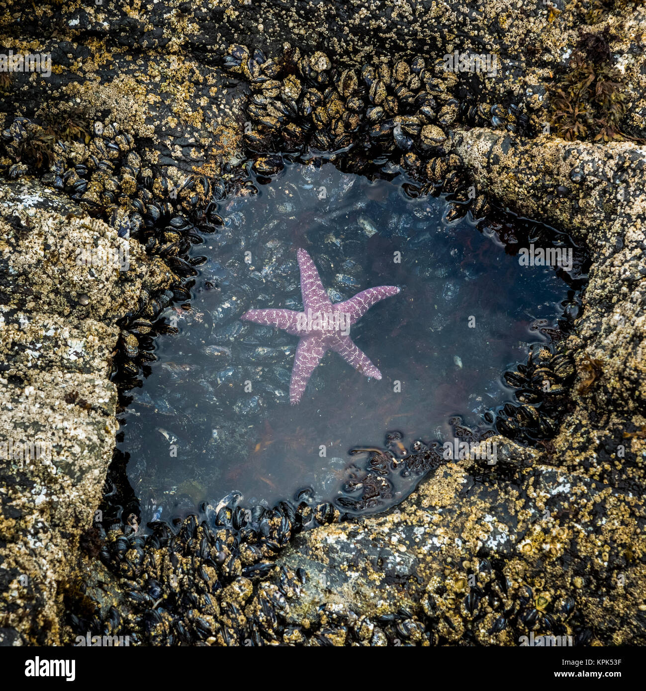 Ein rosa Seesterne (Asteroidea) schwimmt in einem kleinen tide pool auf Long Beach, Florencia Bay, Vancouver Island, British Columbia, Kanada Stockfoto