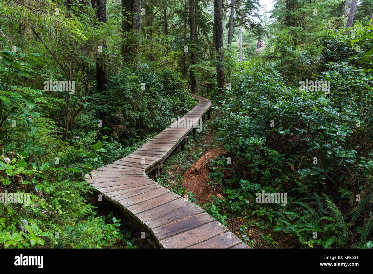 Ein Holzsteg über einen Regenwald im Pacific Rim National Park führende, Schooner Cove Trail, Vancouver Island, British Columbia, Kanada Stockfoto