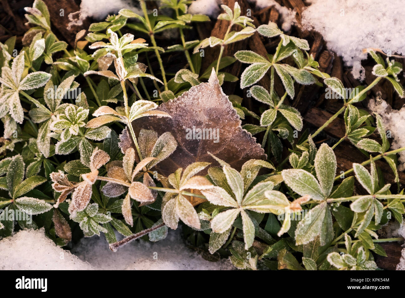 Rauhreif und Schnee auf eine mehrjährige Pflanze, Parkland County; Alberta, Kanada Stockfoto