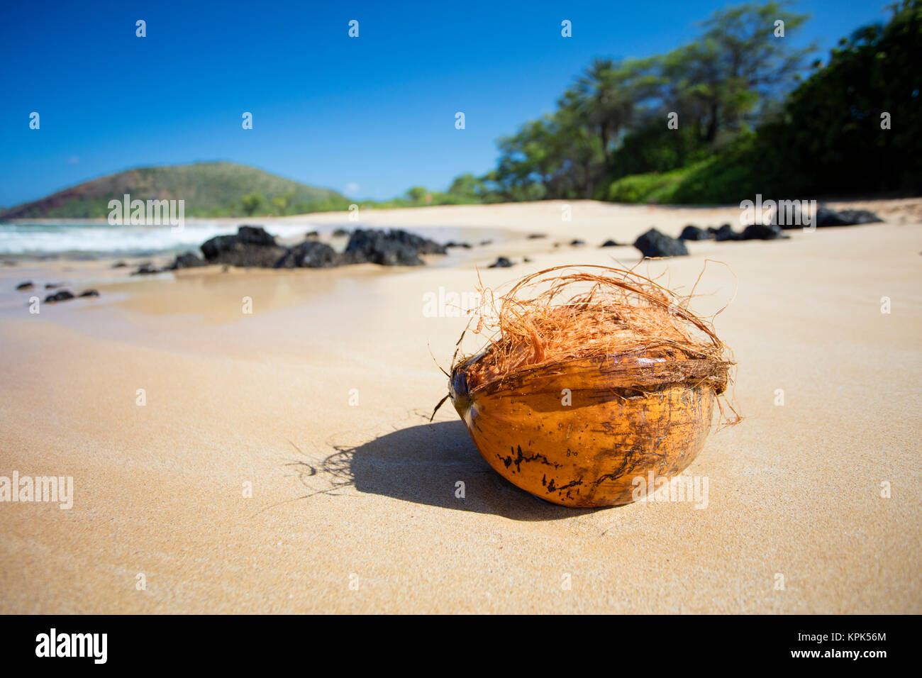 Nahaufnahme einer Kokosnuss gewaschen an Land auf große Strand; Makena, Maui, Hawaii, Vereinigte Staaten von Amerika Stockfoto