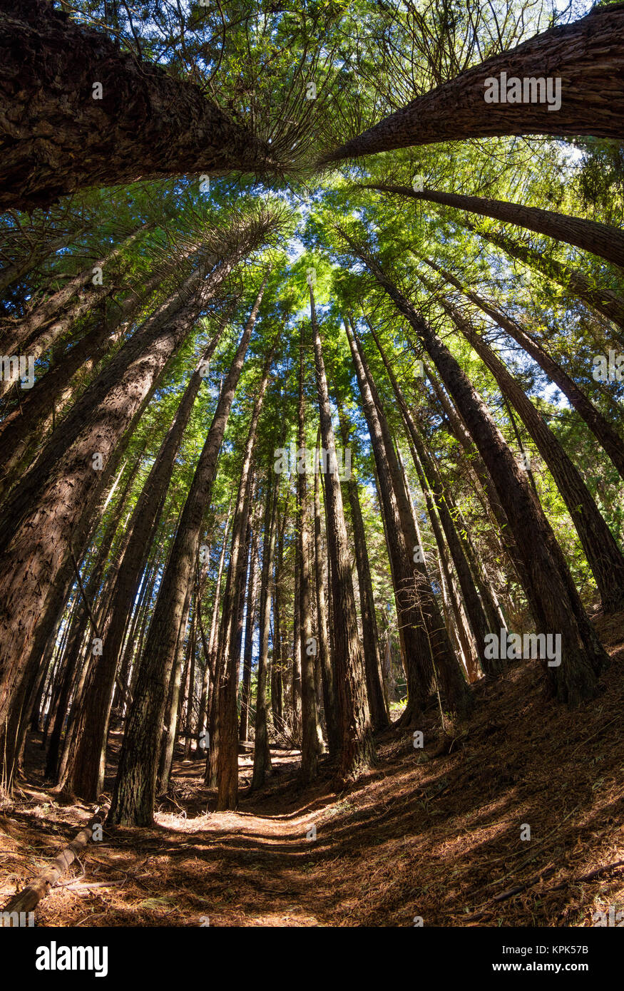 Tall Redwood Bäume bei 6.000 Fuß Höhe, Poli Poli State Park; Kula, Maui, Hawaii, Vereinigte Staaten von Amerika Stockfoto