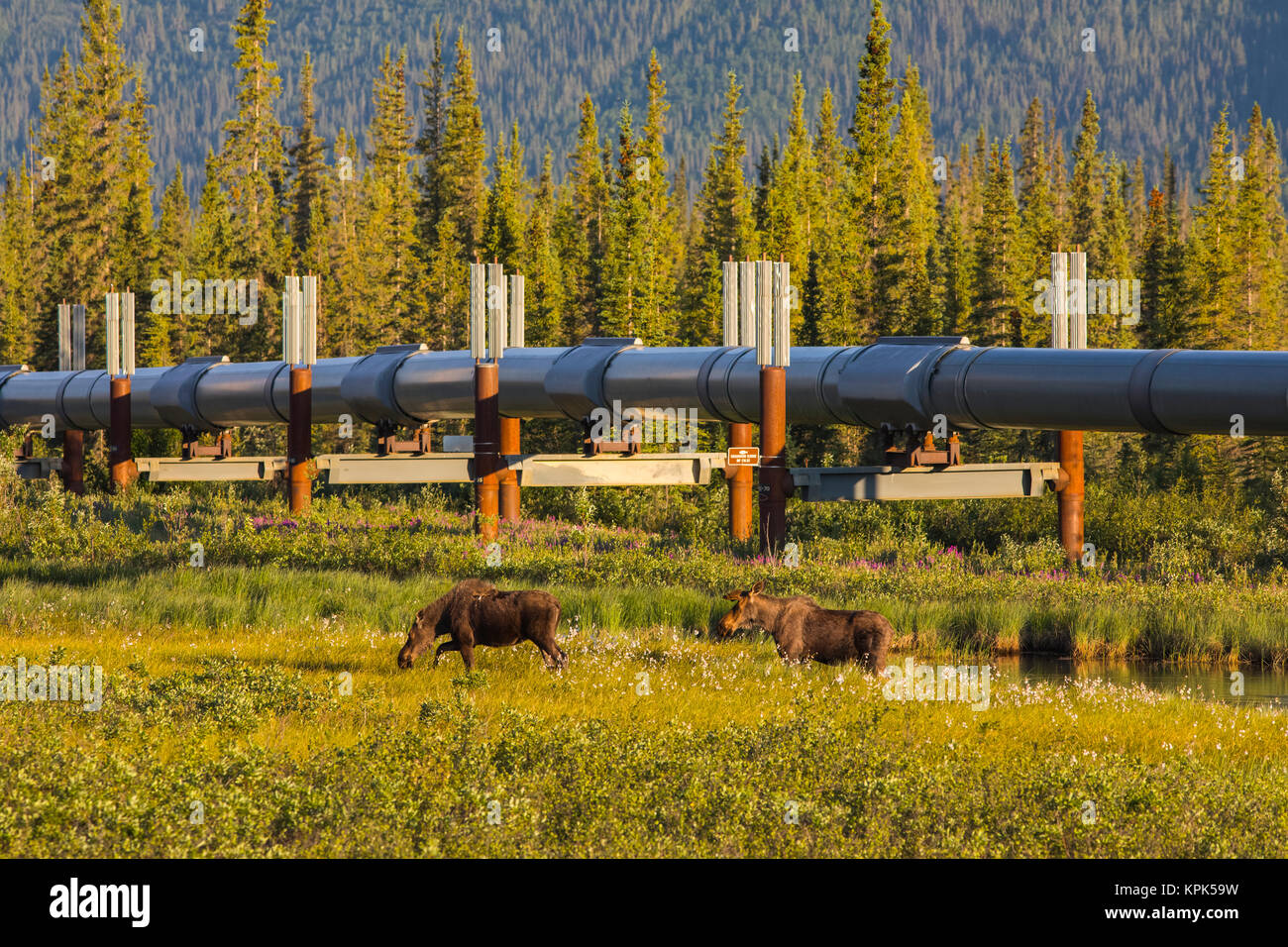 Zwei Elche (alces alces), ein Bulle und eine Kuh, grasen in der Nähe der Trans-Alaska Pipeline entlang der Dalton Highway in der frühen Morgensonne Stockfoto