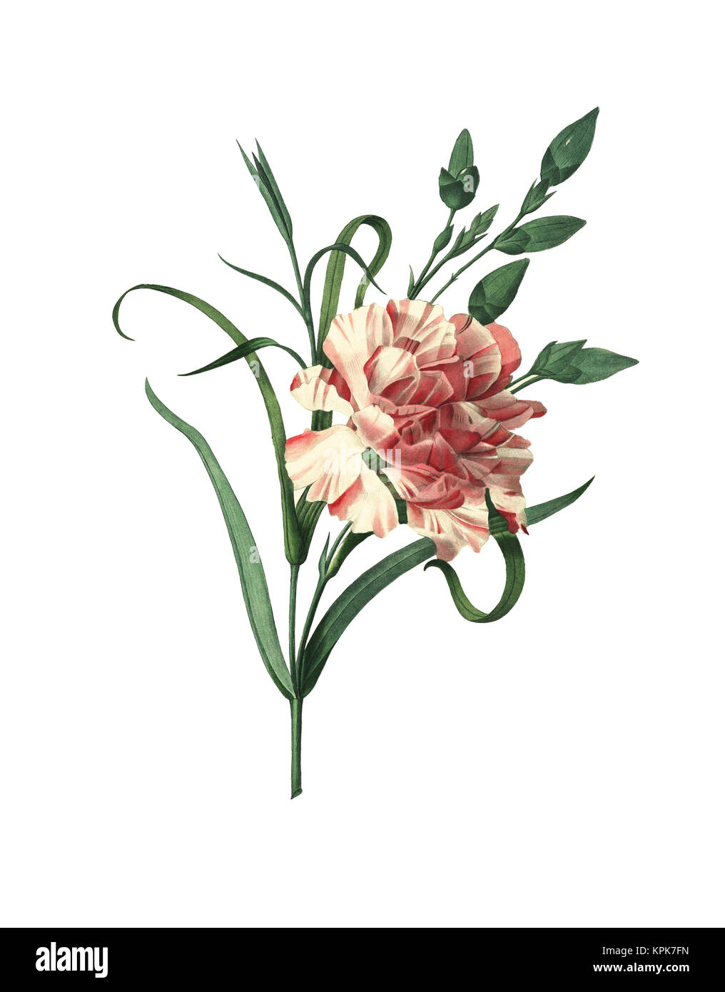 Antike Abbildung eines Garten Nelke. Kupferstich von Pierre-Joseph Redoute. In Choix Des Plus Belles Fleurs, Paris (1827) veröffentlicht. Stockfoto