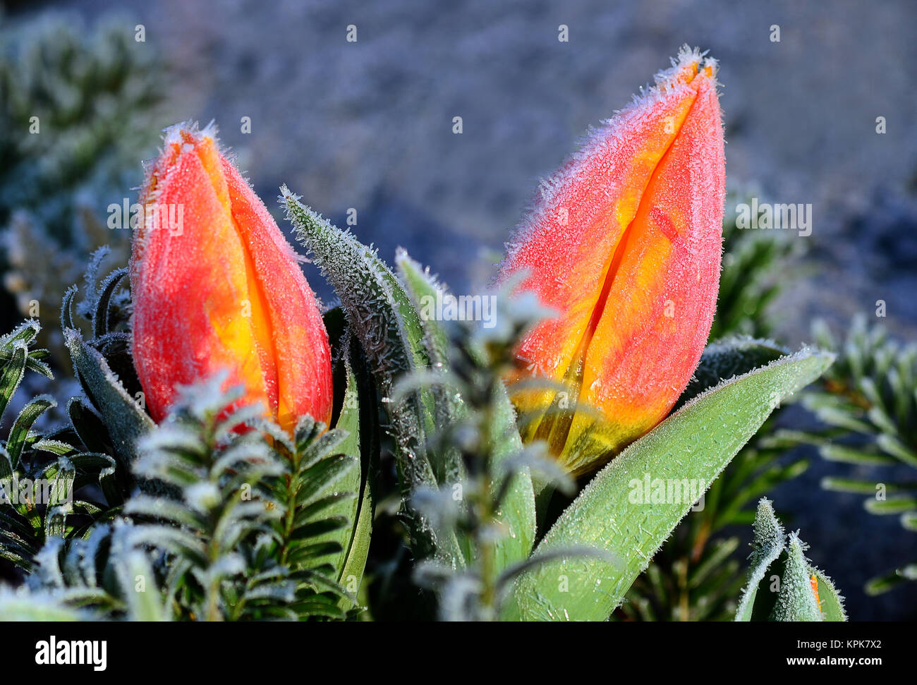 zwei Tulpen Stockfoto