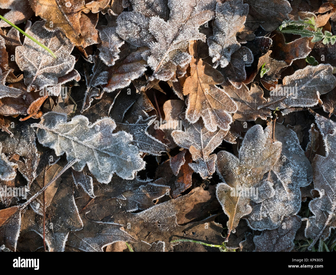 Gefallene Eiche Blätter auf dem Rasen an einem frostigen Morgen im Dezember Stockfoto