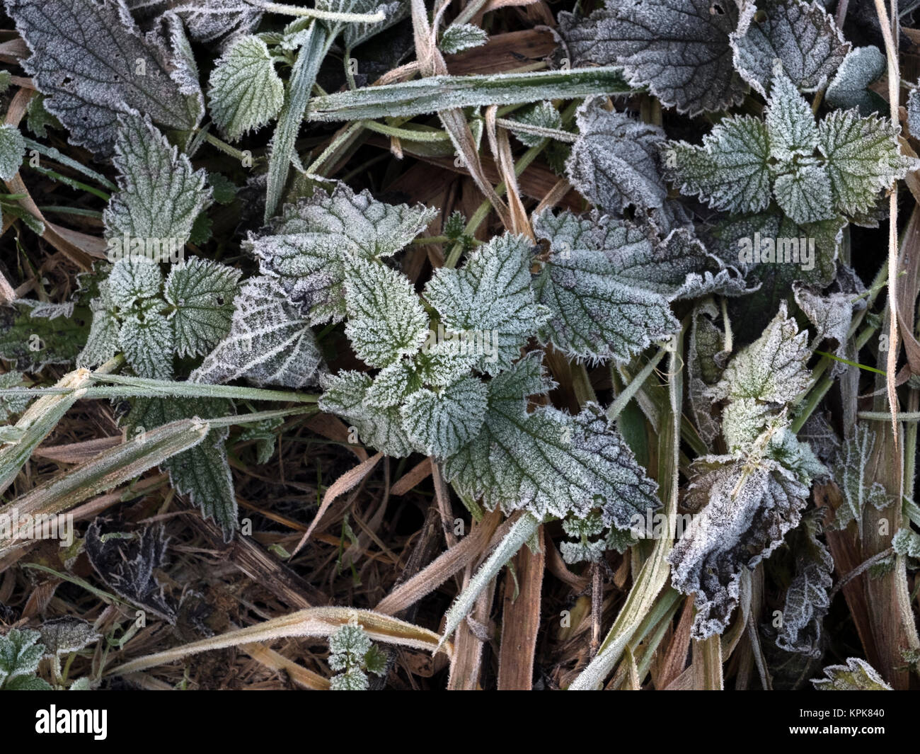 Frosty Blätter und Pflanzen auf einem kalten Dezember Morgen. Stockfoto