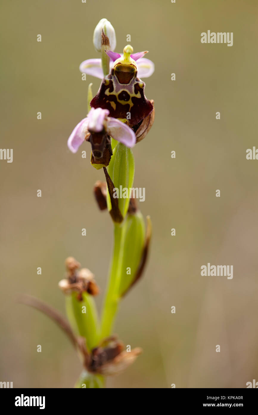 Bienen-ragwurz ophrys apifera, Stockfoto