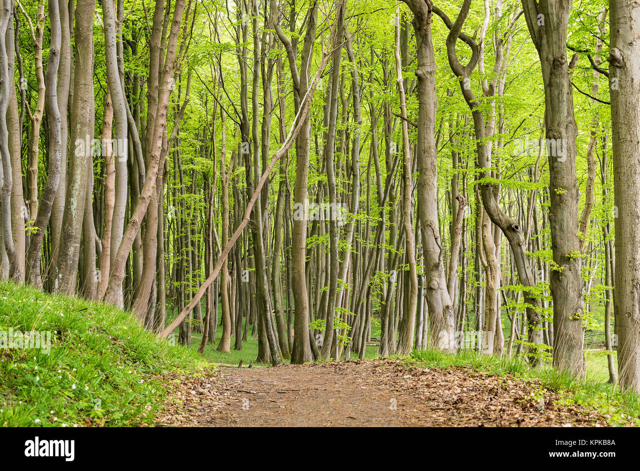 KÃ¼stenwald auf der Insel Rügen Stockfoto