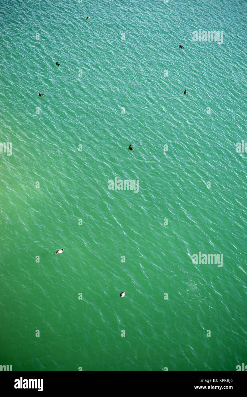 Luftaufnahme der Wasservögel Stockfoto