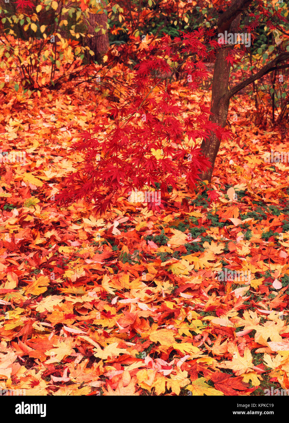 USA, Washington, Seattle, Washington Park, Blick auf Herbst Japanischer Ahorn Blätter (Large Format Größen verfügbar) Stockfoto