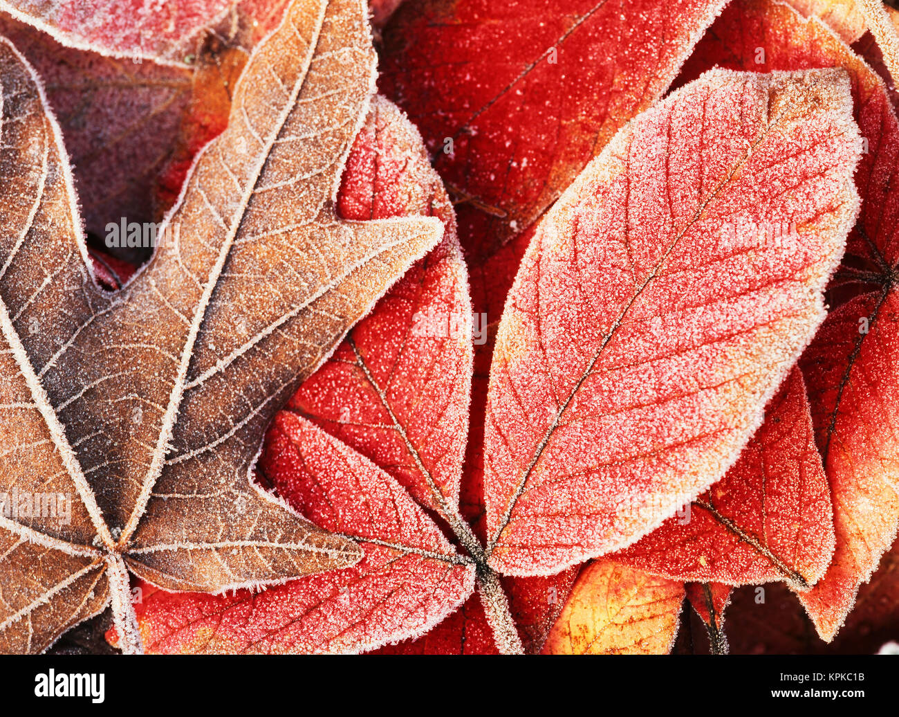 USA, Washington, Seattle, Washington Park, Blick auf Frost bigleaf Maple, close-up (Large Format Größen verfügbar) Stockfoto