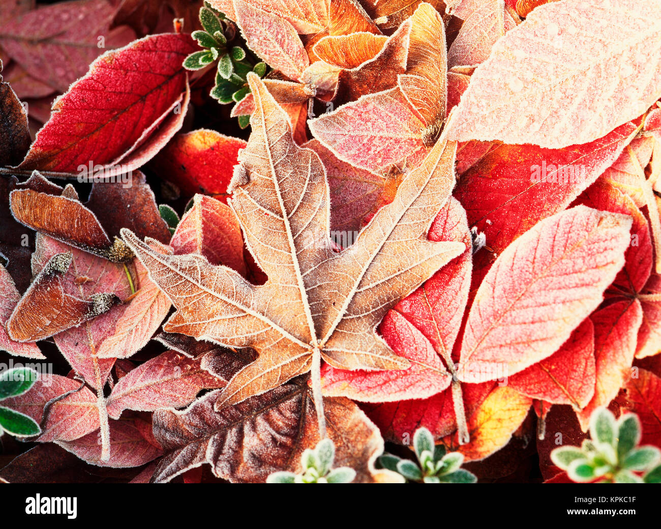 USA, Washington, Seattle, Washington Park, Blick auf Bigleaf maple ...