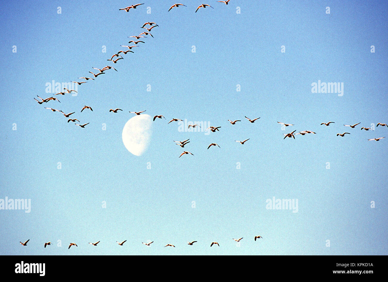 Eine Herde von Schnee Gänse fliegen, bevor eine Einstellung Mond Stockfoto