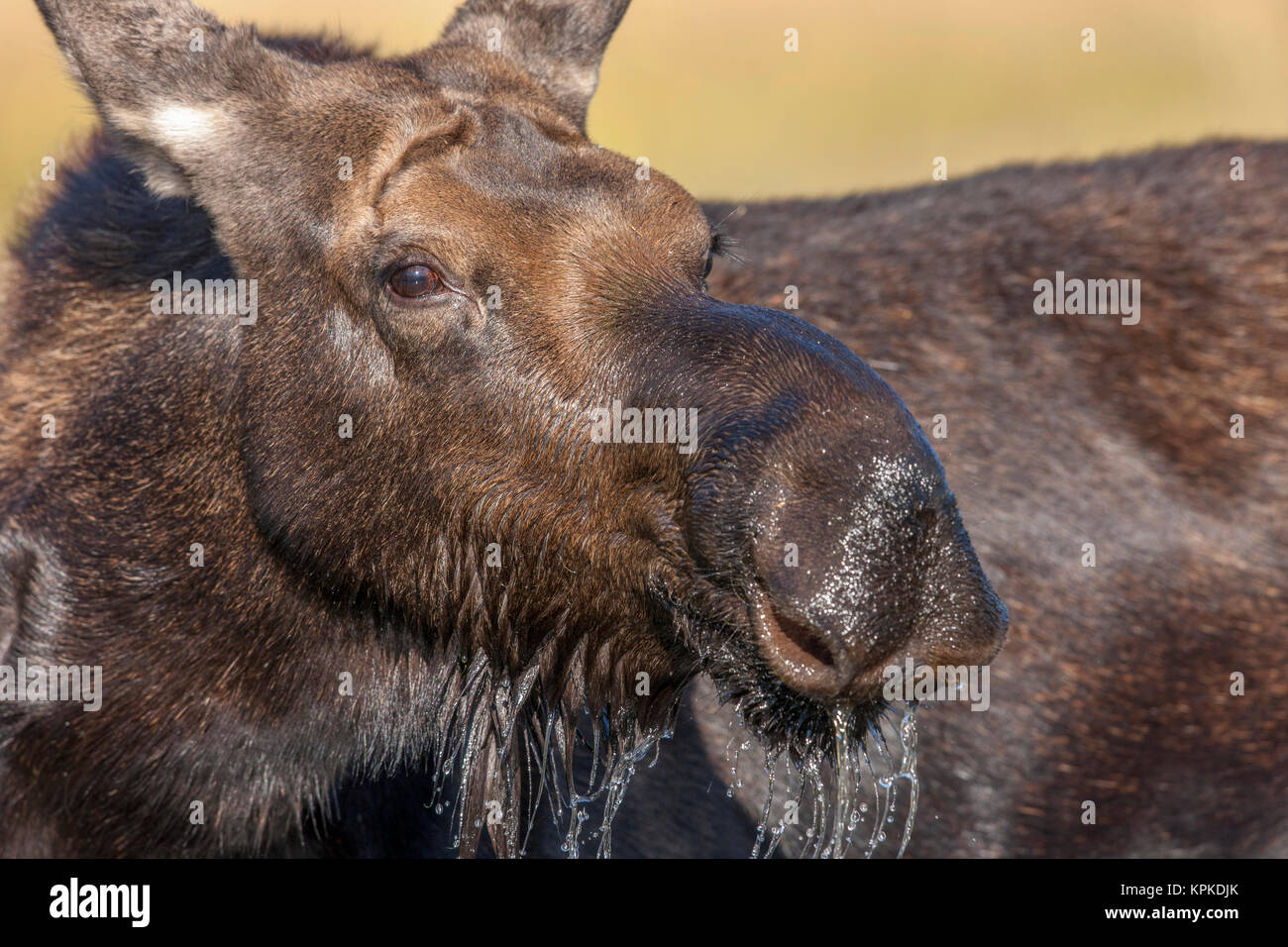 Elch im Wasserloch. Grand Teton Nationalpark, Wyoming, USA. Stockfoto