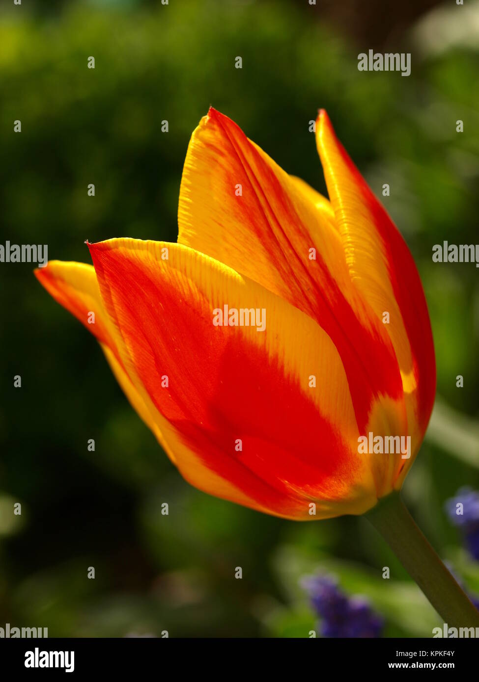 Herrliche Tulip Stockfoto