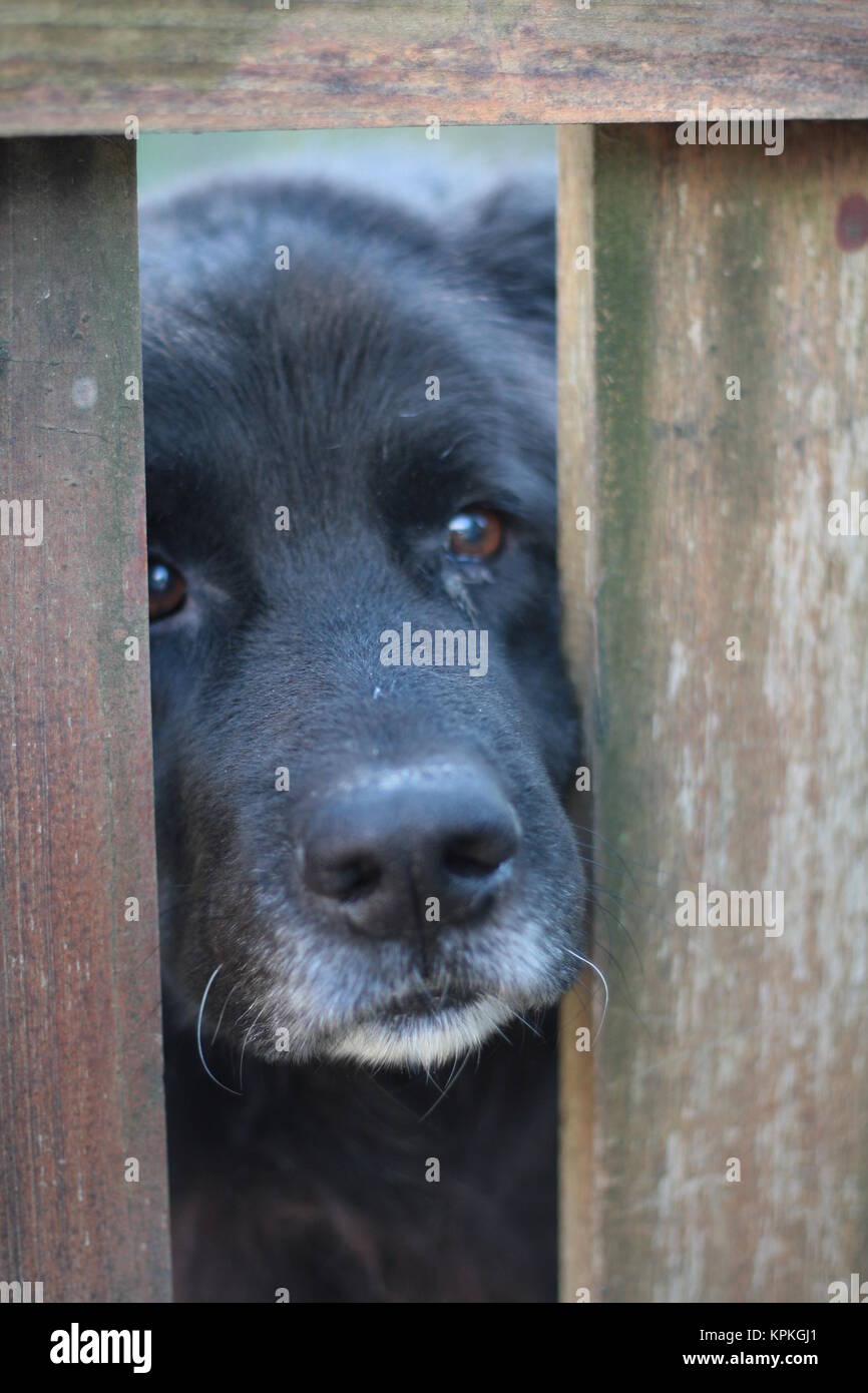 Traurig schwarzer Hund Gesicht zwischen den Balken. Tierquälerei Konzept. Stockfoto