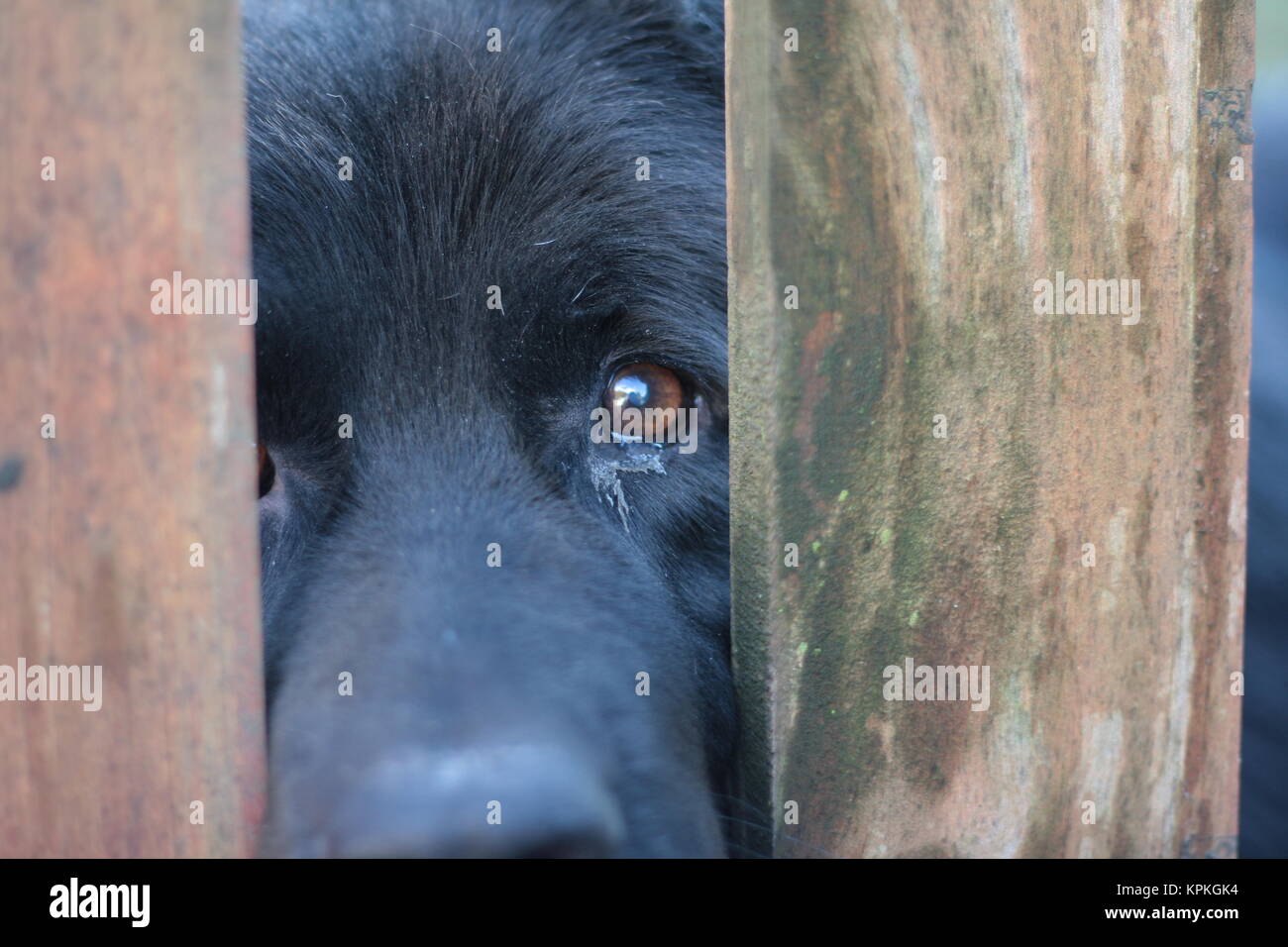 Traurig schwarzer Hund Augen zwischen den Balken. Tierquälerei Konzept. Stockfoto