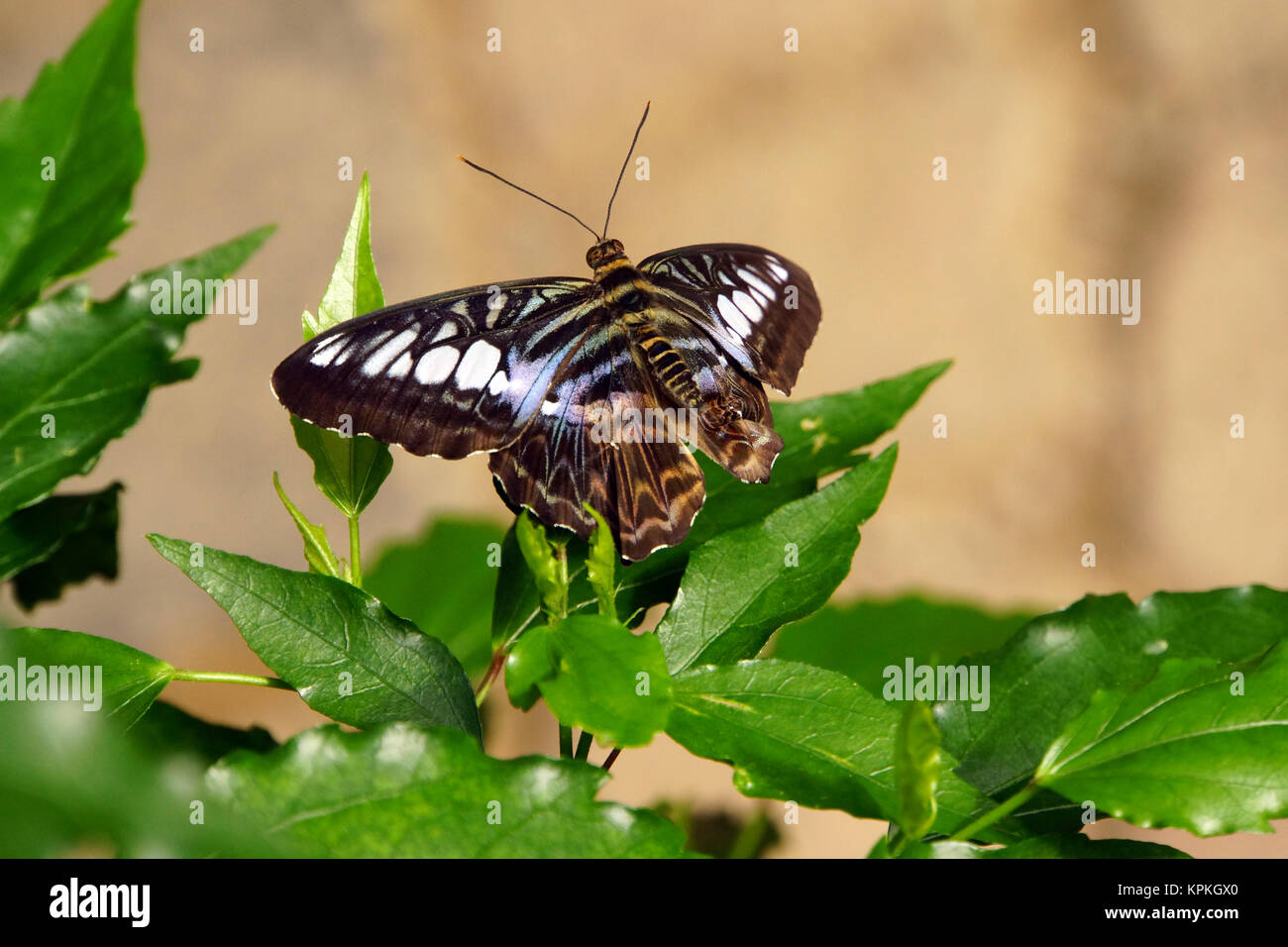 Parthenos Sylvia (synonym Papilio Sylvia), auch blauer oder brauner Segelfalter Stockfoto