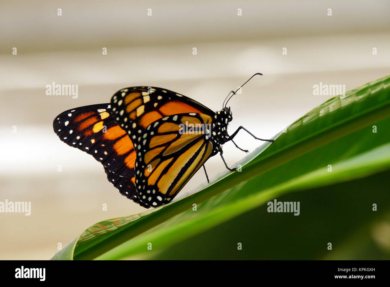 Monarch Butterfly, Monarch - danaus plexippus Stockfoto