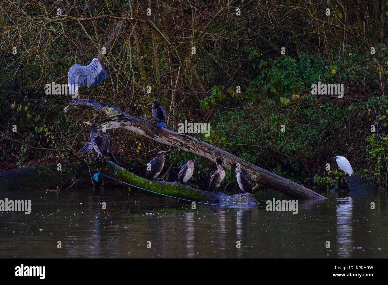 Vögel bei Mangold Behälter Somerset uk. Fischreiher und Kormorane an einem gebrochenen Baum im Wasser Stockfoto