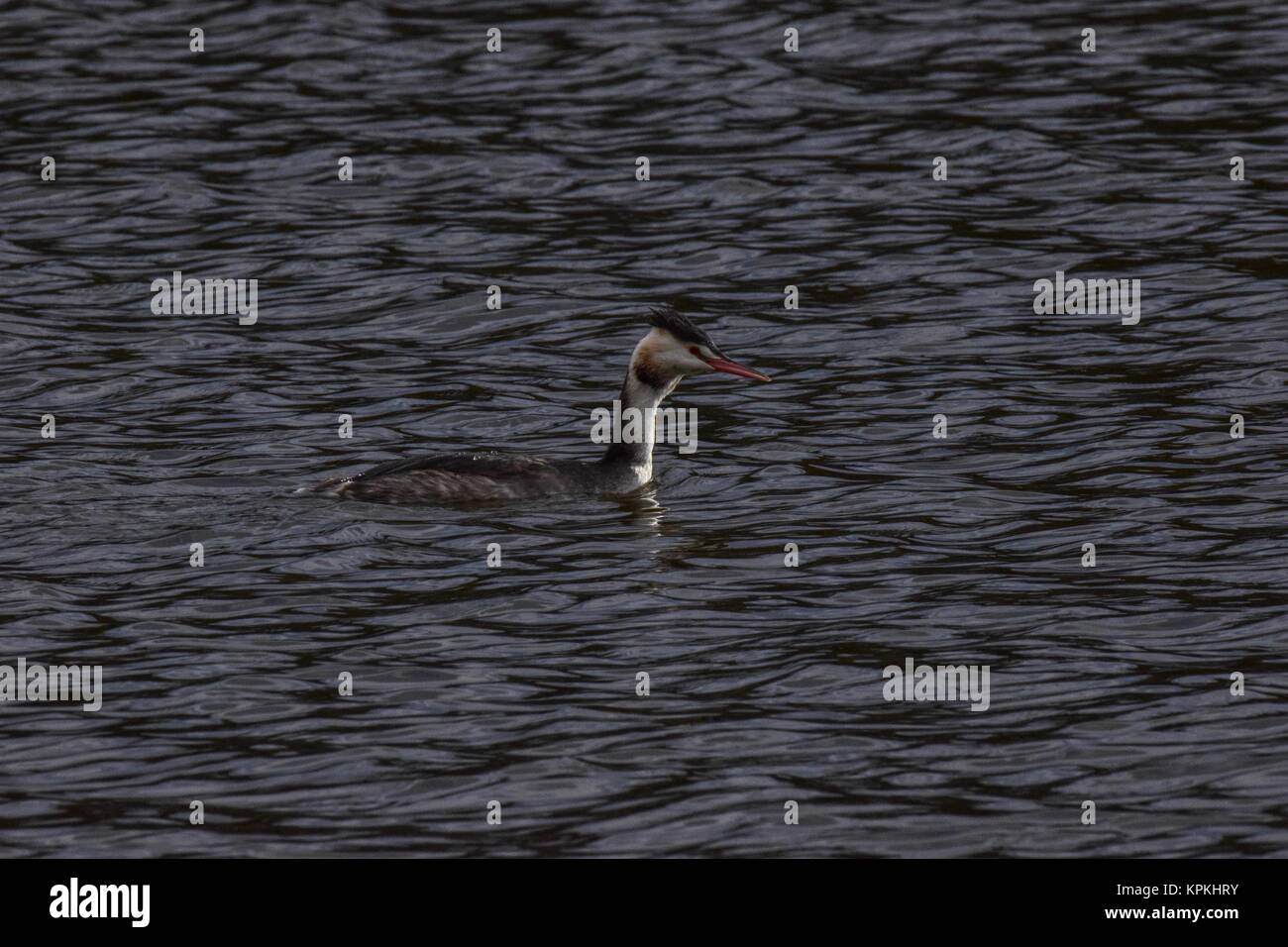 Vögel bei Mangold Behälter Somerset uk Stockfoto