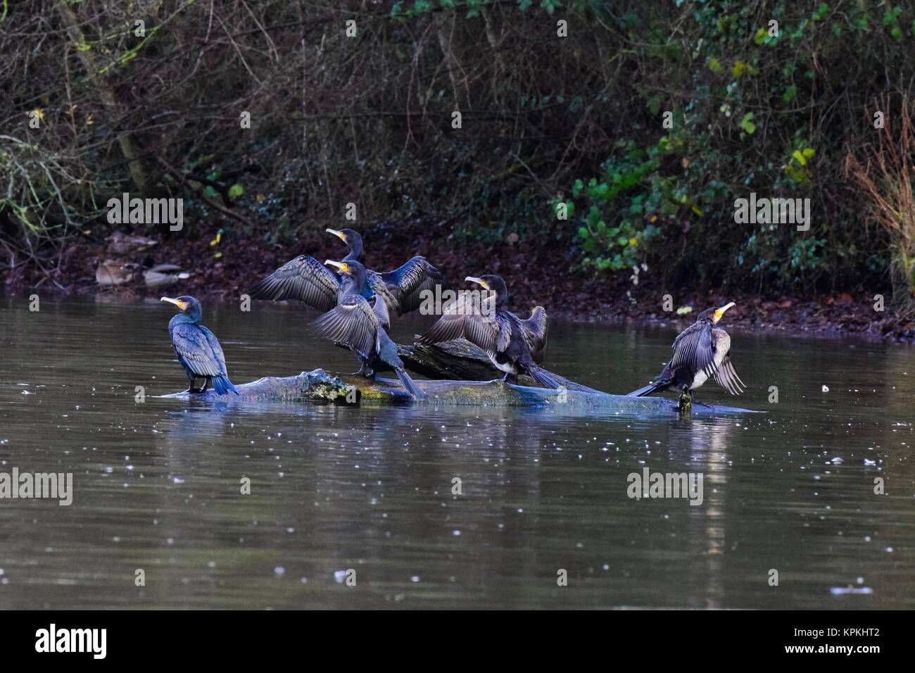 Vögel bei Mangold Behälter Somerset uk. Fischreiher und Kormorane an einem gebrochenen Baum im Wasser Stockfoto
