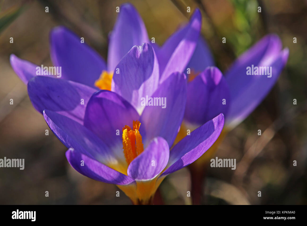 Violette Krokusse im März Stockfoto