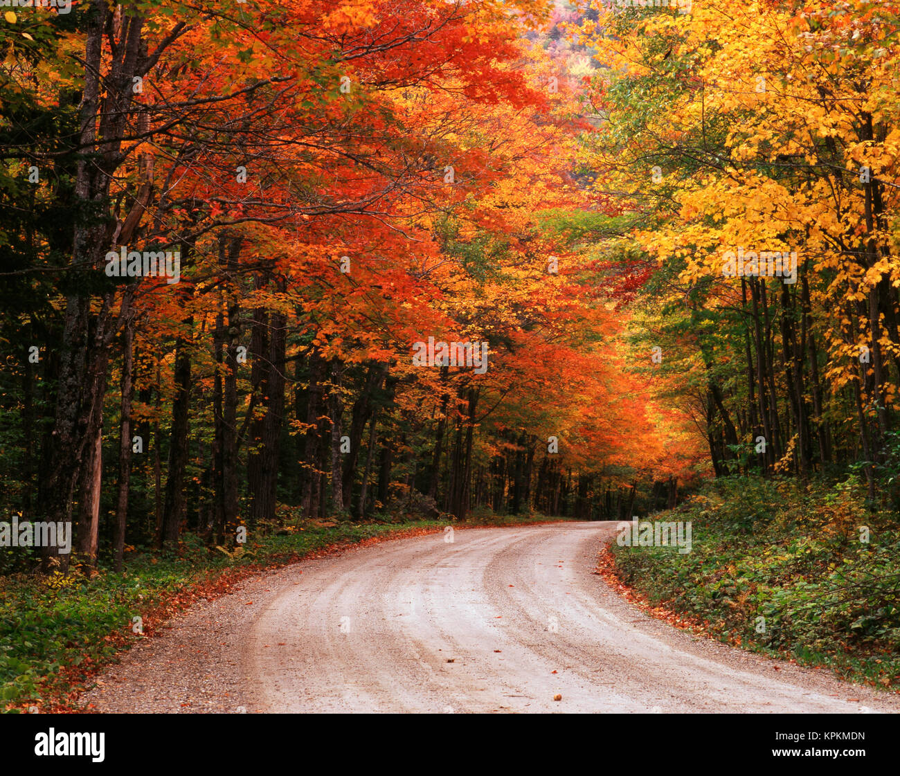USA, Vermont, Green Mountain National Forest, Straße durch Bäume im Herbst (Large Format Größen verfügbar) Stockfoto