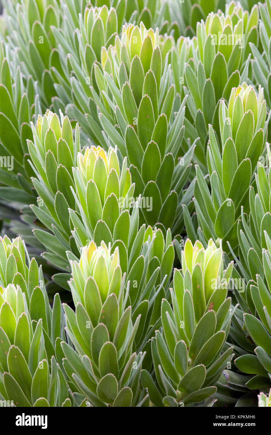 Leucadendron Blätter, Botanischen Garten Kirstenbosch, Kapstadt, Südafrika. Stockfoto