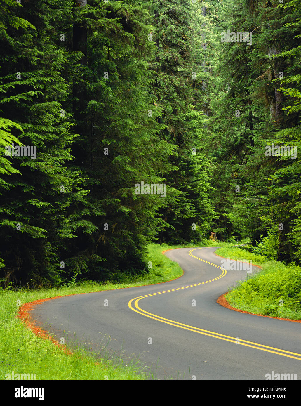 Washington, der Olympische National Park, Strasse durch alte Wachstum Wald Stockfoto