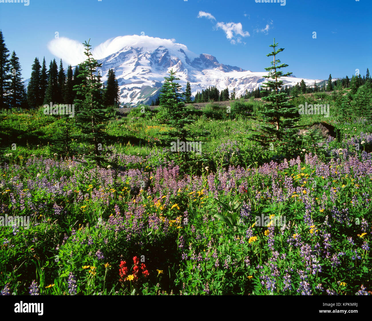 USA, Washington State, Mt. Rainer Nationalpark, subalpine Wiese mit Mt. Rainier in fernen (Large Format Größen verfügbar) Stockfoto
