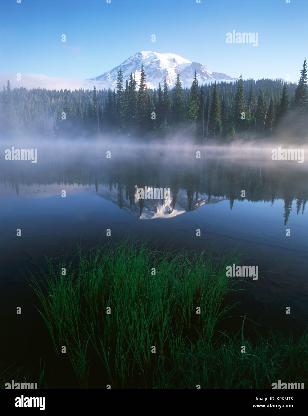 USA, Staat Washington, Mount Rainier National Park, Mt. Rainier und Gras entlang der Ufer der Reflexion See (Large Format Größen verfügbar) Stockfoto