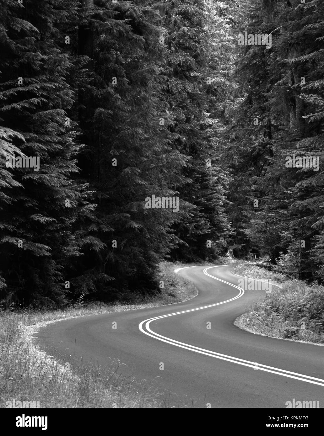 USA, Washington State, Olympic National Park, Strasse durch die grünen üppigen Wald (Large Format Größen verfügbar) Stockfoto