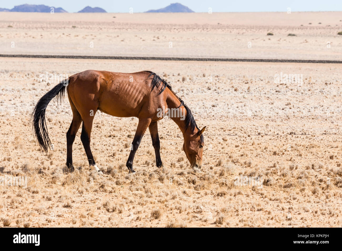 Namib - Pferd, Namibia Stockfoto