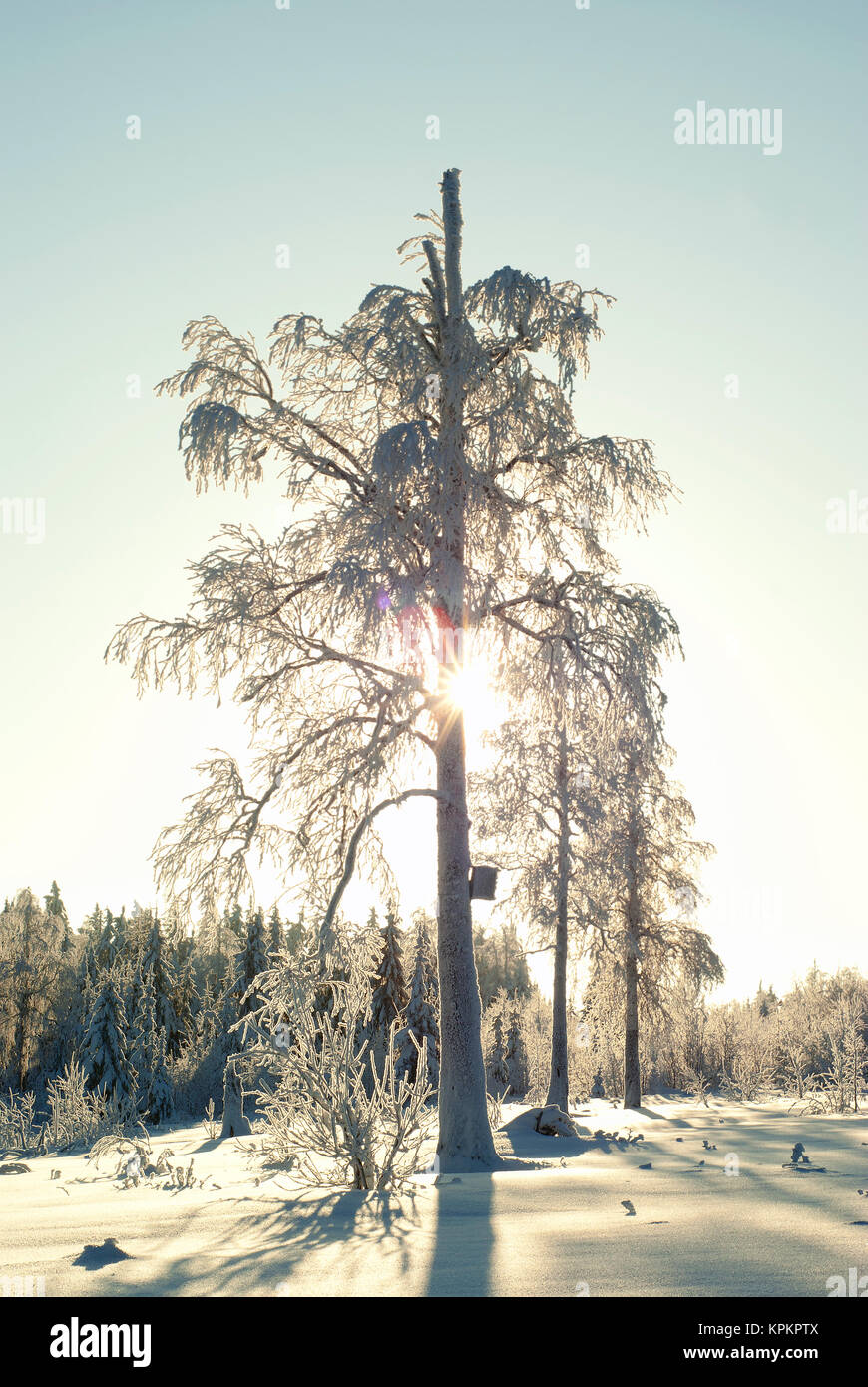 Die Sonne scheint in den Rahmen durch die Zweige von einem hohen Baum auf einem verschneiten Winter Forest Clearing in einem frostigen Tag Stockfoto