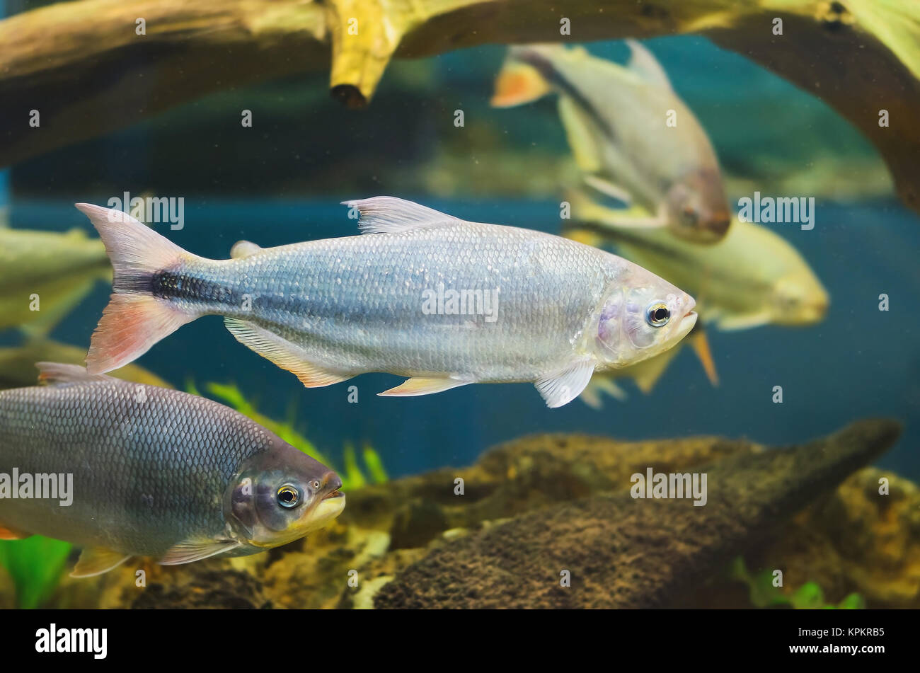 √ Aquarium Fisch Silber Mit Schwarzen Streifen Fischlexikon