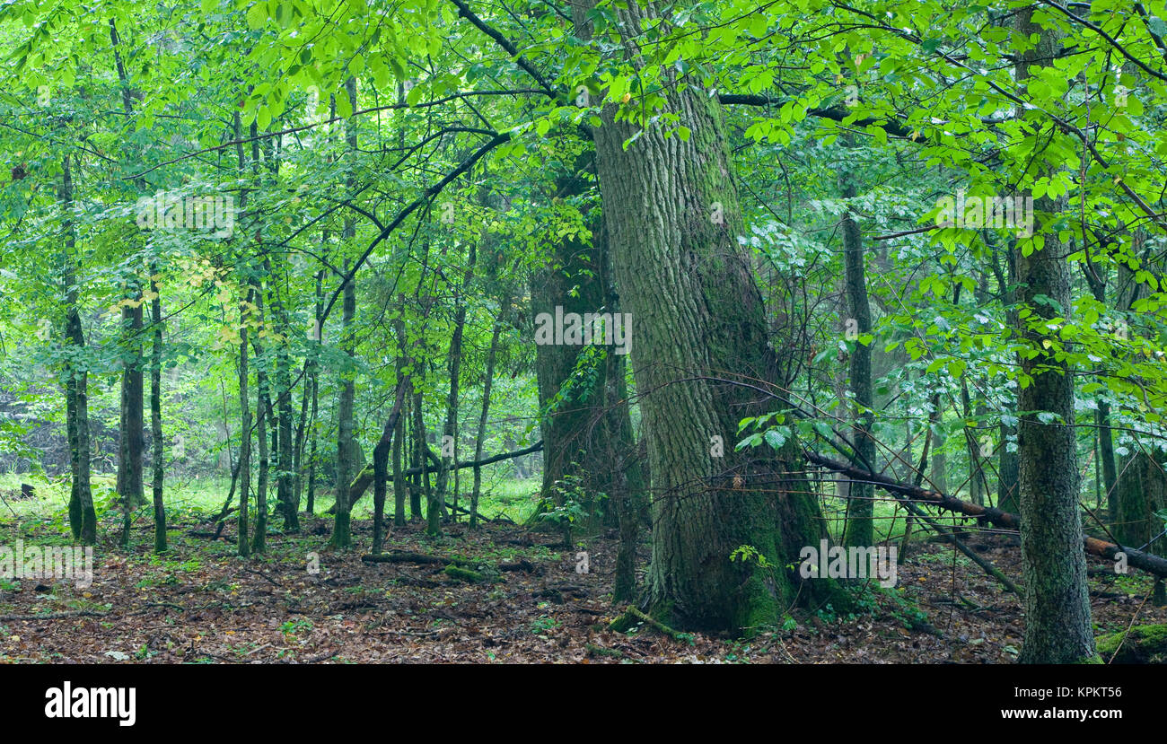 Großen alten Eichen nach regen Stockfoto