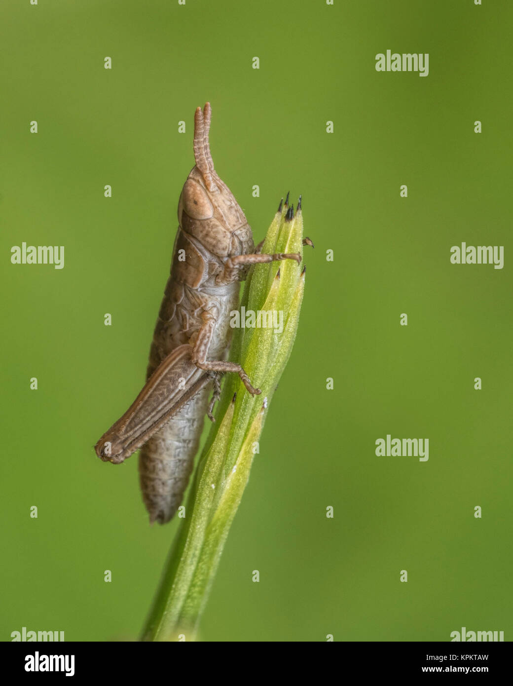 Grasshopper Nymphe thront auf einer Anlage Stammzellen in den Wald. Kilcoran, Tipperary, Irland Stockfoto