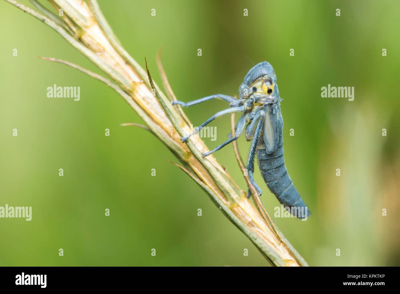 Green leaf-hopper Nymphe (Cicadella viridis) auf eine Pflanze, um Stammzellen thront. Cahir, Tipperary, Irland Stockfoto