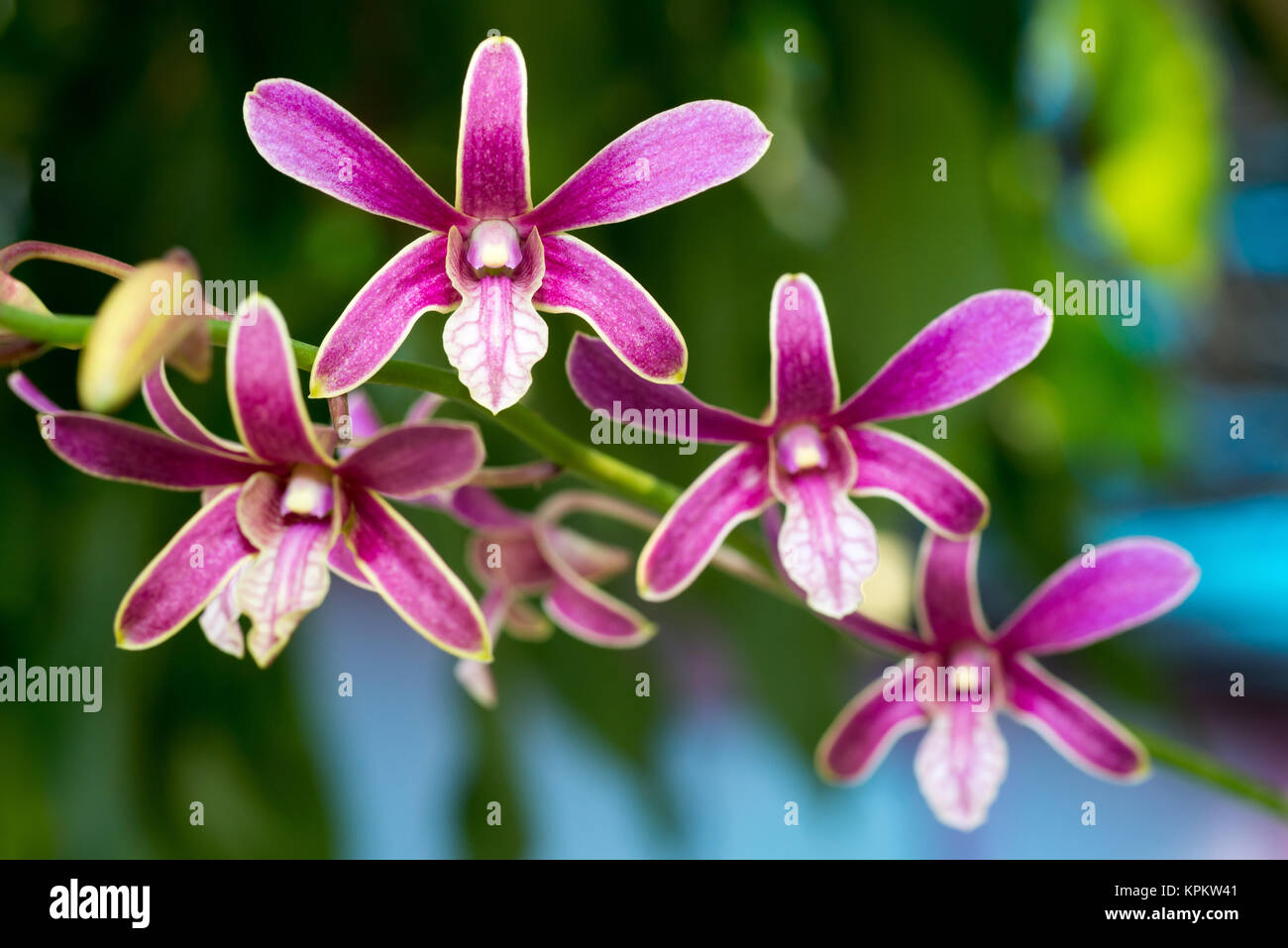 Lila Orchidee Blume Stockfoto