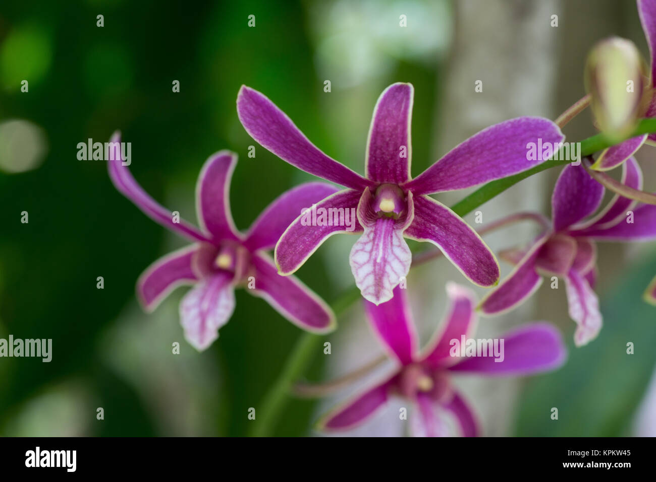 Lila Orchidee Blume Stockfoto