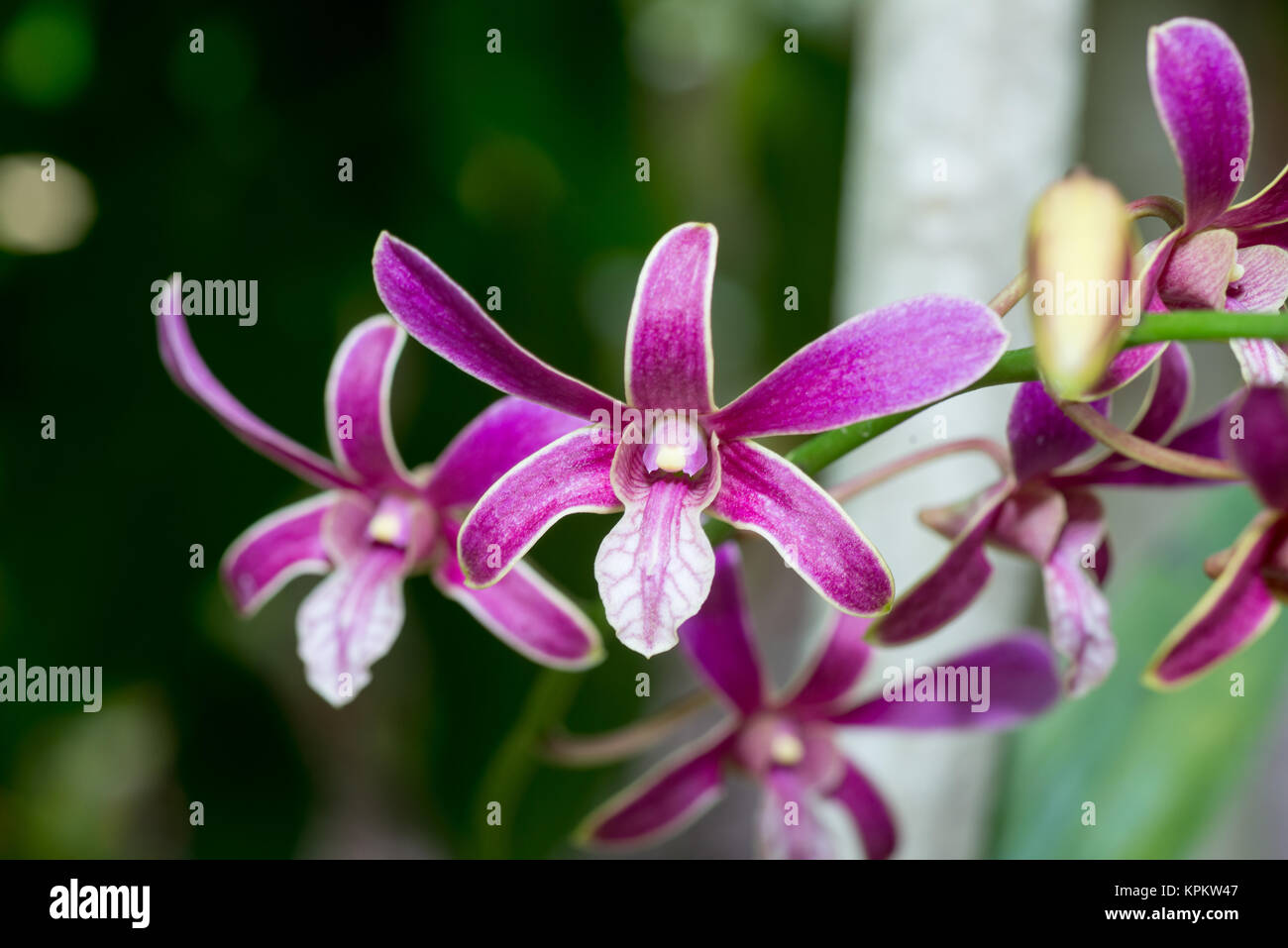 Lila Orchidee Blume Stockfoto