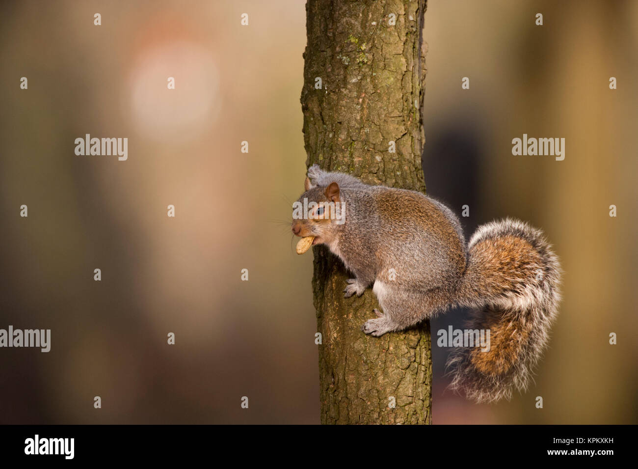 Graue Eichhörnchen oder Östliche Grauhörnchen (Sciurus carolinensis), Regents Park, London, Vereinigtes Königreich Stockfoto
