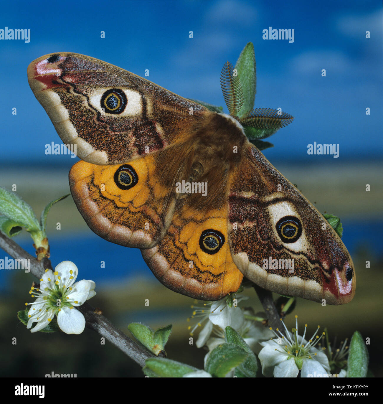 Nachtfalter In Der Wohnung Bedeutung Spirituell Deutscher nachtfalter -Fotos und -Bildmaterial in hoher Auflösung – Alamy