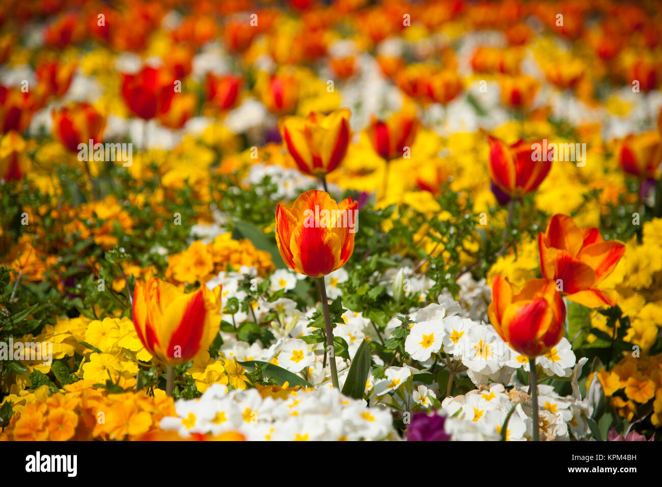 Blumengarten mit roten und gelben Tulpen Stockfoto