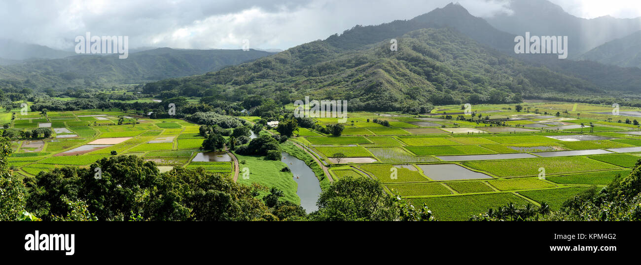 Taro Farmen - Panoramablick auf grüne wasserbrotwurzelfelder am Fuße des nebligen Bergen in der Nähe von Hanalei Bay, Kauai, Hawaii, USA. Stockfoto